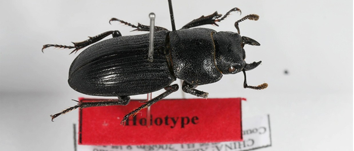 金圣桐先生向国家动物标本资源库捐赠锹甲新种正模标本