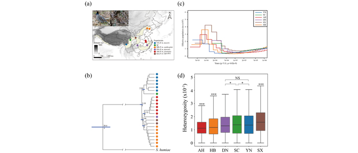 博物馆组学助力勺鸡保护生物学研究