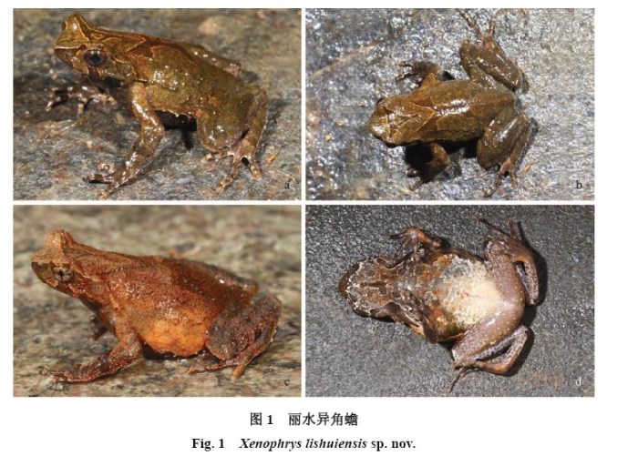 丽水异角蟾