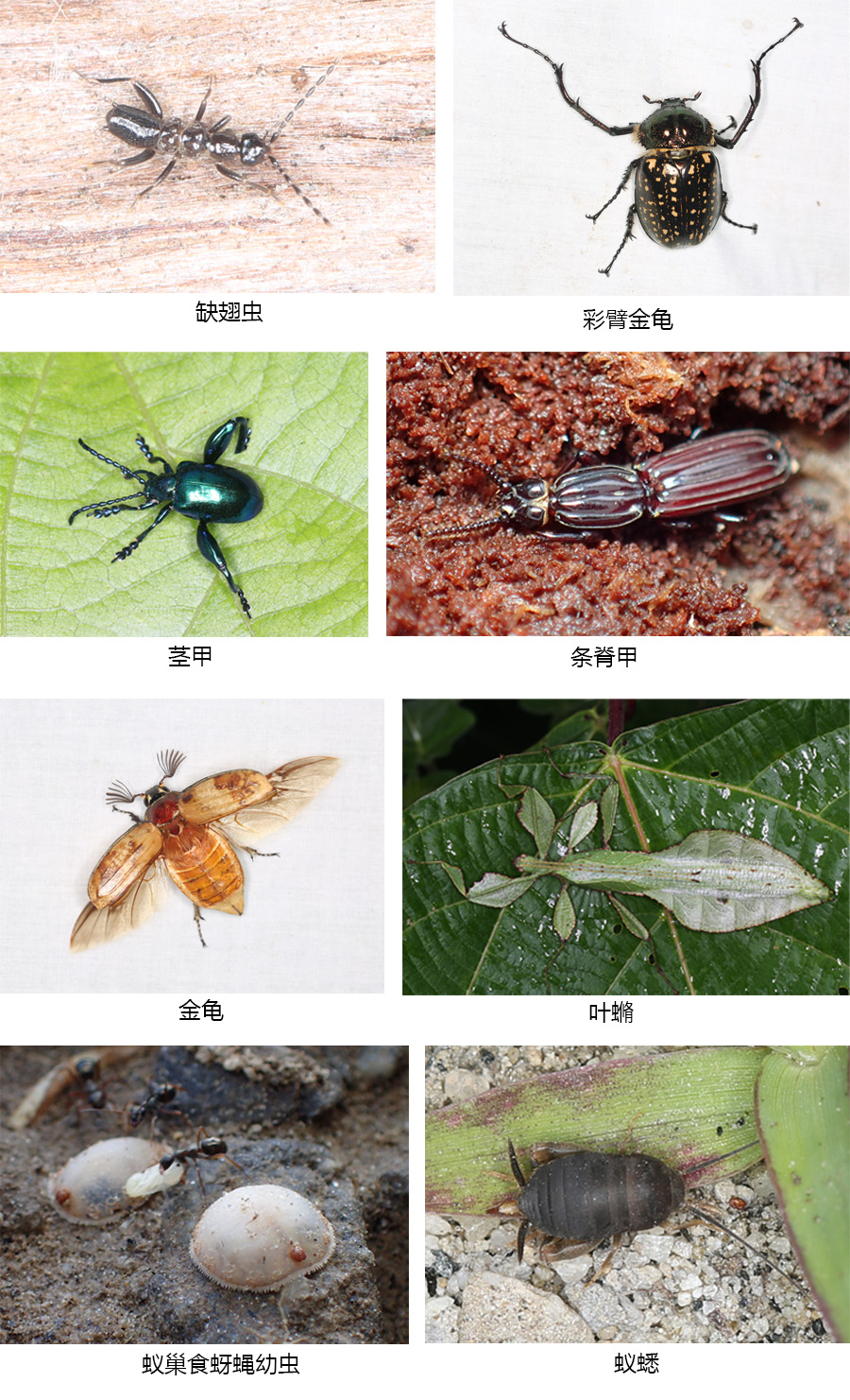 拍摄的昆虫生态照片