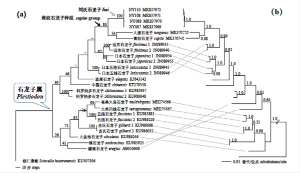 图2 基于线粒体COI 基因的石龙子属系统发育关系