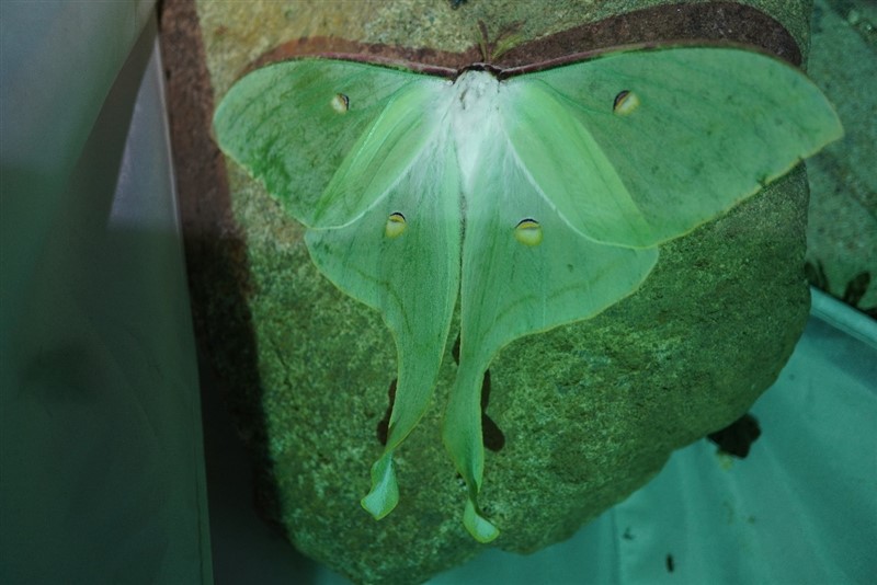 绿尾大蚕蛾Actias selene (Hübner)