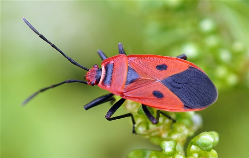 直红蝽 Pyrrhopeplus carduelis (St?l) (张银翘 鉴定)