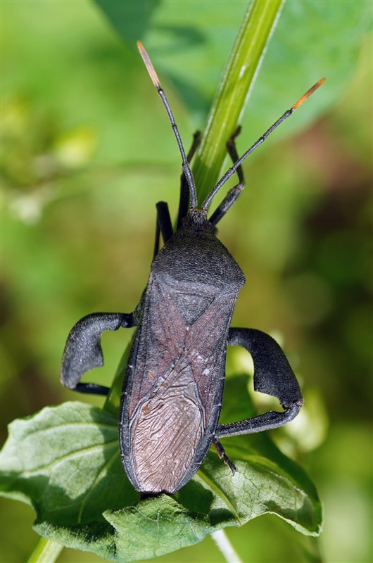 安缘蝽Anoplocnemis sp. (罗心宇 鉴定)