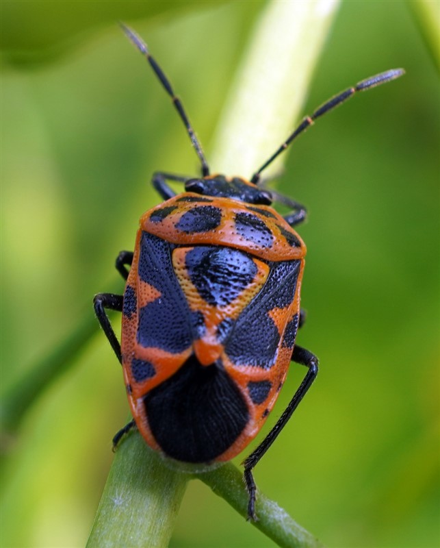 菜蝽Eurydema dominulus (Socopoli) (张银翘 鉴定)