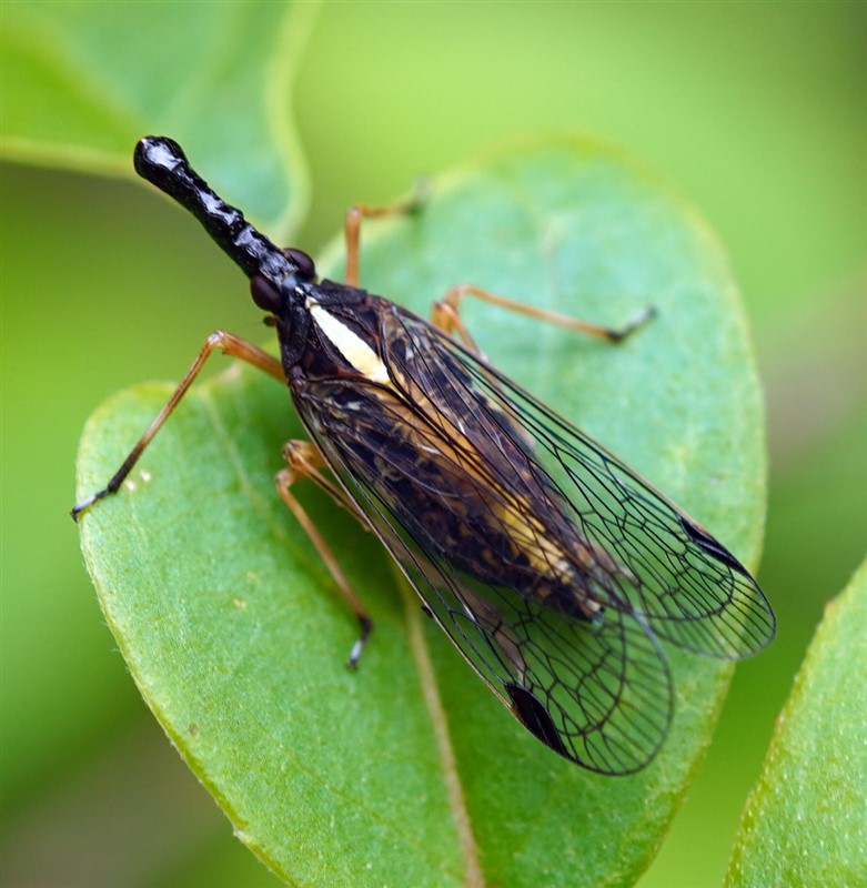 瘤鼻象蜡蝉 Saigona gibbosa Matsumura (王洋 鉴定)