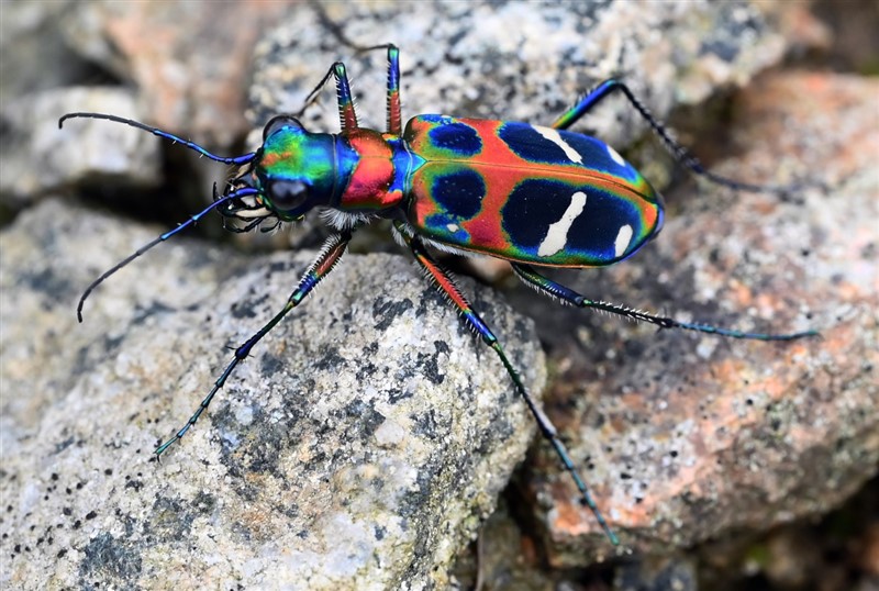 中华虎甲Cicindela chinenesis Degeer (张思宇 梁红斌 鉴定)