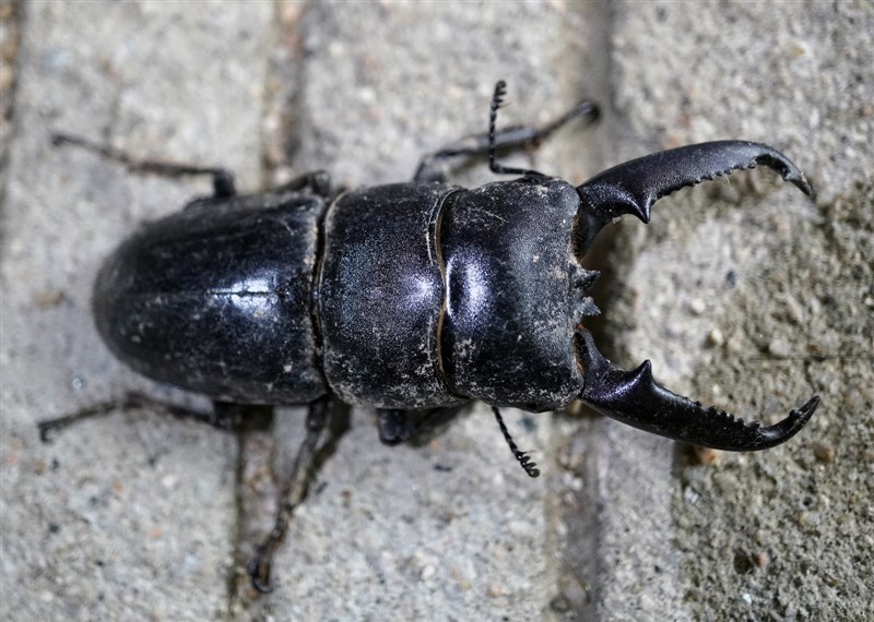 中华大扁锹Dorcus titanus platymelus (Saunders) (刘虹 鉴定)