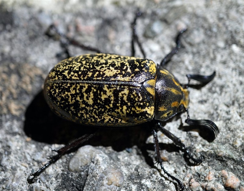 大云斑腮金龟Polyphylla laticollis Lewis