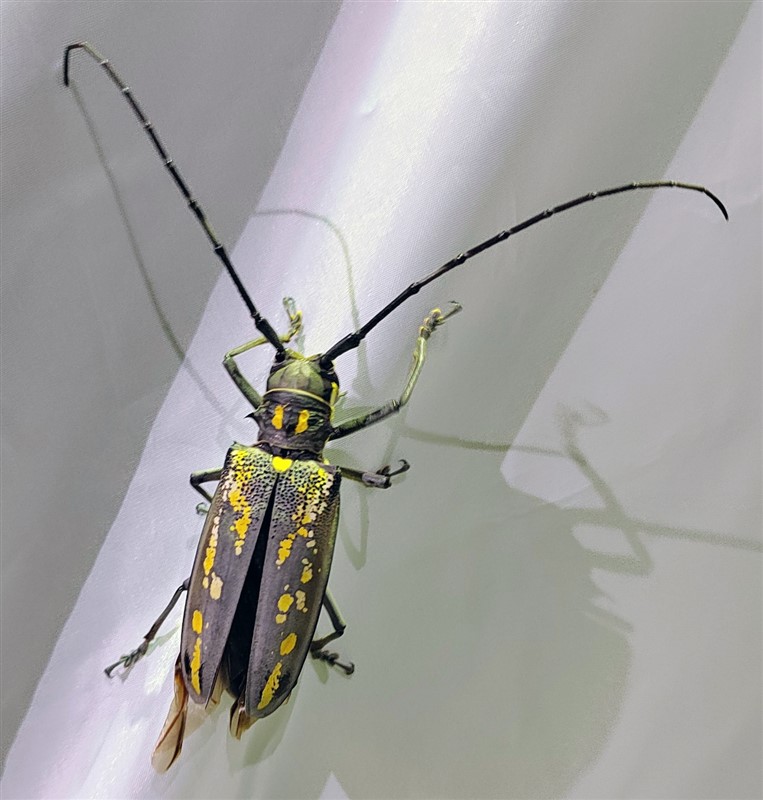 密点白条天牛Batocera lineolata Chevrolat, 1852 (林美英 鉴定)