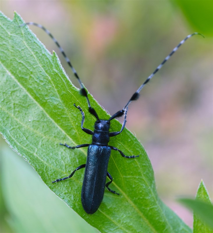 苜蓿多节天牛Agapanthia (Epoptes) amurensis Kraatz (林美英 鉴定)