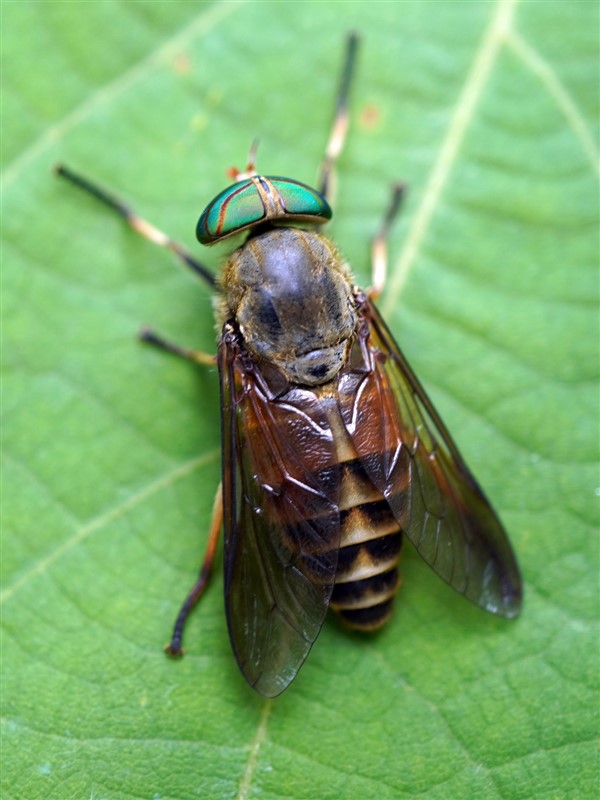 鸡公山虻Tabanus jigongshanensis Xu, 1983 (张魁艳 鉴定)