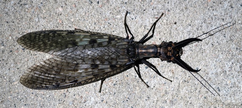 单斑巨齿蛉Acanthacorydalis unimaculata Yang & Yang (郑昱辰 鉴定)