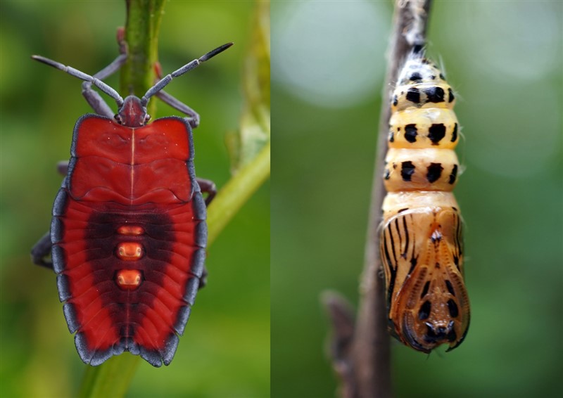 荔蝽若虫Tessaratoma sp.和苎麻珍蝶蛹Acraea issoria (Hübner)