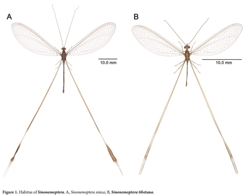 华旌蛉属Sinonemoptera 成虫整体照：A：中华旌蛉 S. sinica (Yang, 1986); B：藏华旌蛉 S. tibetana Zheng & Liu, 2024（引自 Zheng & Liu, 2024）