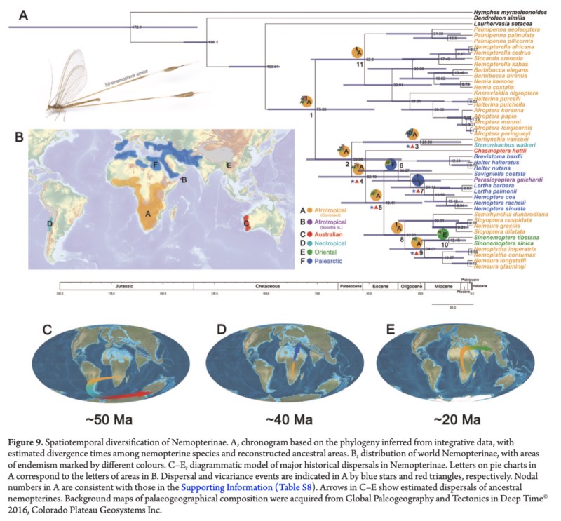 结合分子与形态数据的旌蛉亚科系统演化时空格局与全球扩散路径。（引自 Zheng & Liu, 2024）