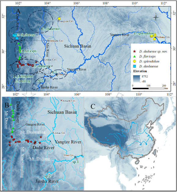 图1. 大渡河流域攀蜥分布点位（B）和宜昌丽纹攀蜥分布点位（A，C）。红色五角星为大渡攀蜥，绿色三角形为草绿攀蜥，黄色圆圈为丽纹攀蜥，蓝色方块为丹巴攀蜥。