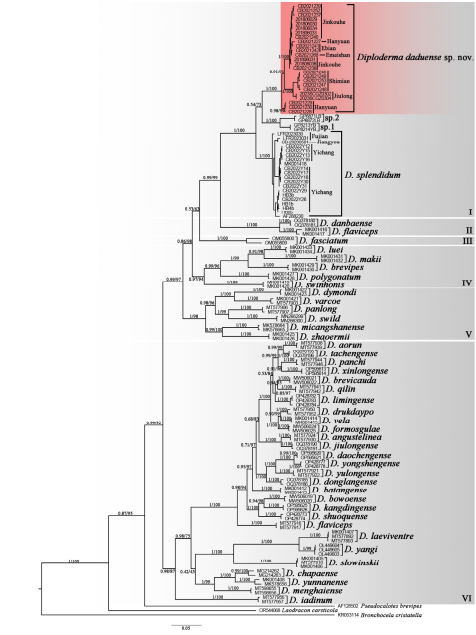 图2. 基于线粒体ND2构建的Diploderma属的系统发育树。