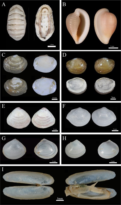 图1 A. 徐氏热液石鳖 Thermochiton xui, B. 素萍新月梭螺 Lunovula supingae, C. 椭满月蛤Elliptiolucina subovalis, D. 海马小云母蛤 Yoldiella haimaensis. E. 三角胖樱蛤 Pinguitellina triquetra, F. 突角胖樱蛤 Pinguitellina protuberangla, G. 小胖樱蛤 Pinguitellina minuta, H. 徐氏樱蛤 Abranda xui, I. 细刀蛏 Cultellus exilis.