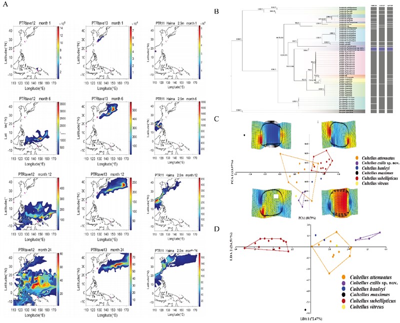 图2 A. 基于海洋环流模式模拟西太平洋深海石鳖物种扩散情况, B. 云母蛤科物种的演化关系和分子物种界定, C. 基于刀蛏属几何形态学数据的主成分和薄板样条分析, D.刀蛏属几何形态判别分析