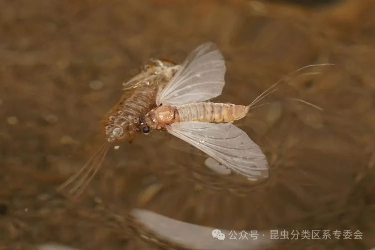 苏轼无爪蜉成虫