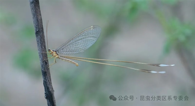 藏华旌蛉 郑昱辰摄