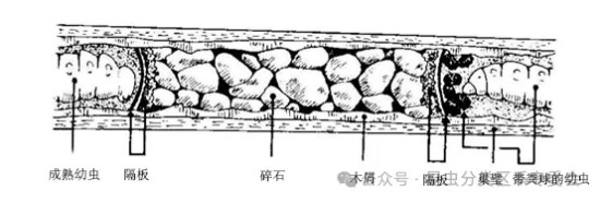 阔额短柄泥蜂属的典型超室结构