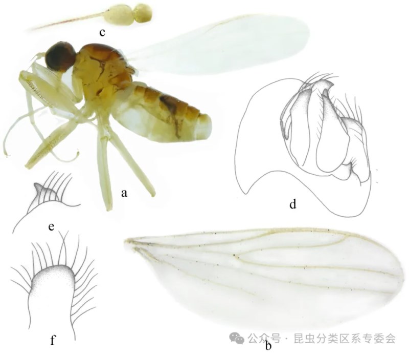 黄毛平须舞虻 整体及部分结构特征