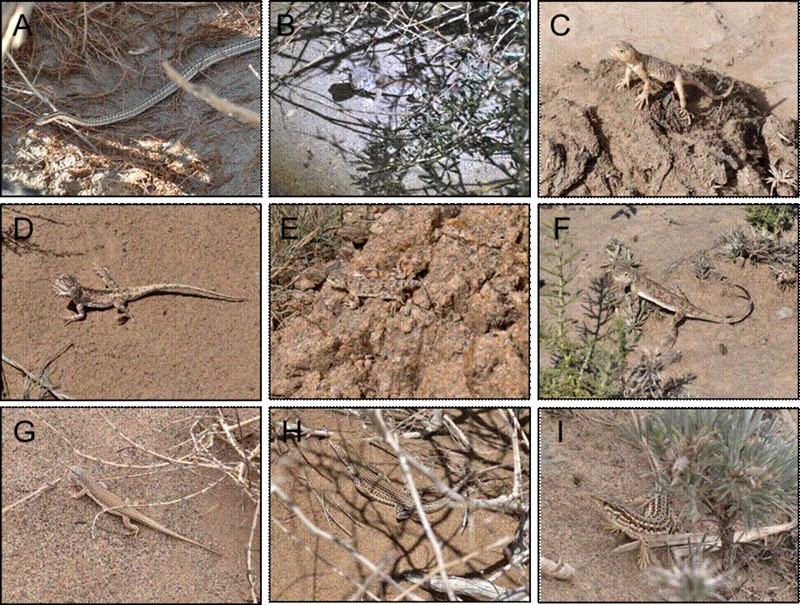 图2 9种内蒙西部爬行动物