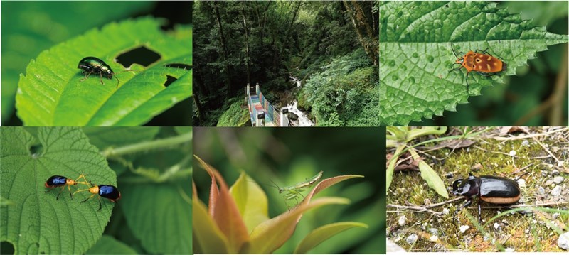 图3 部分昆虫及生境照