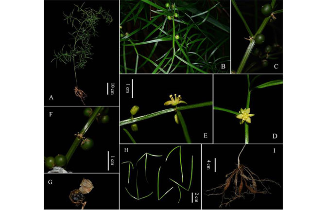 中国科学院武汉植物园在大别山区开展植物多样性科学考察发现新物种