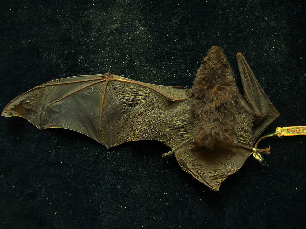 物种科普 | 关于蝙蝠，你了解多少？ _www.isenlin.cn