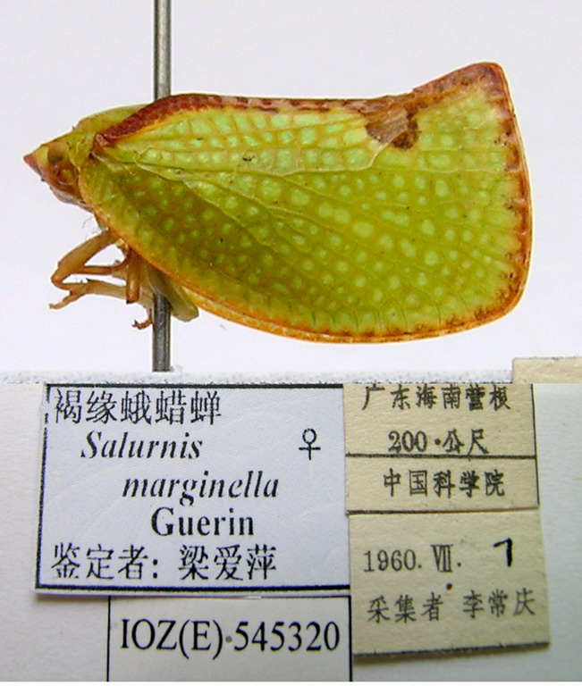 褐缘蛾蜡蝉           salurnis marginella