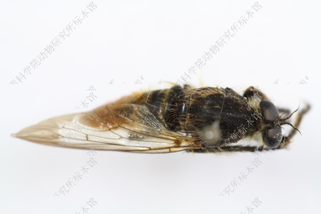 管三叉食虫虻         trichomachimus tubus