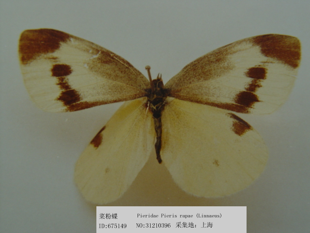 菜粉蝶 Pieris rapae 物种库 国家动物标本资源库