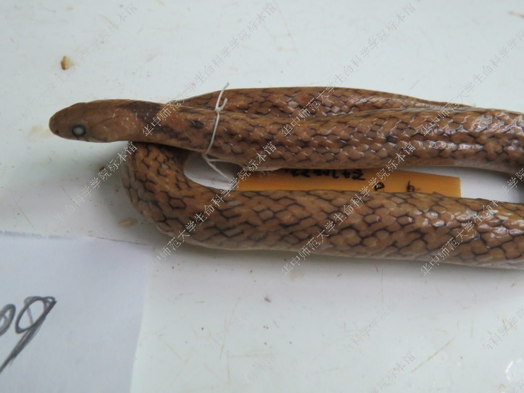 黑眉锦蛇-标本图片库-武陵山区生物多样性综合科学考察