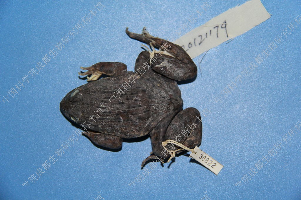 虎纹蛙               hoplobatrachus chinensis