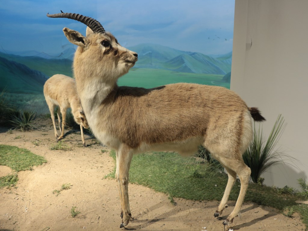 张掖黑河湿地国家级自然保护区-鹅喉羚（雌） - 江西林科网