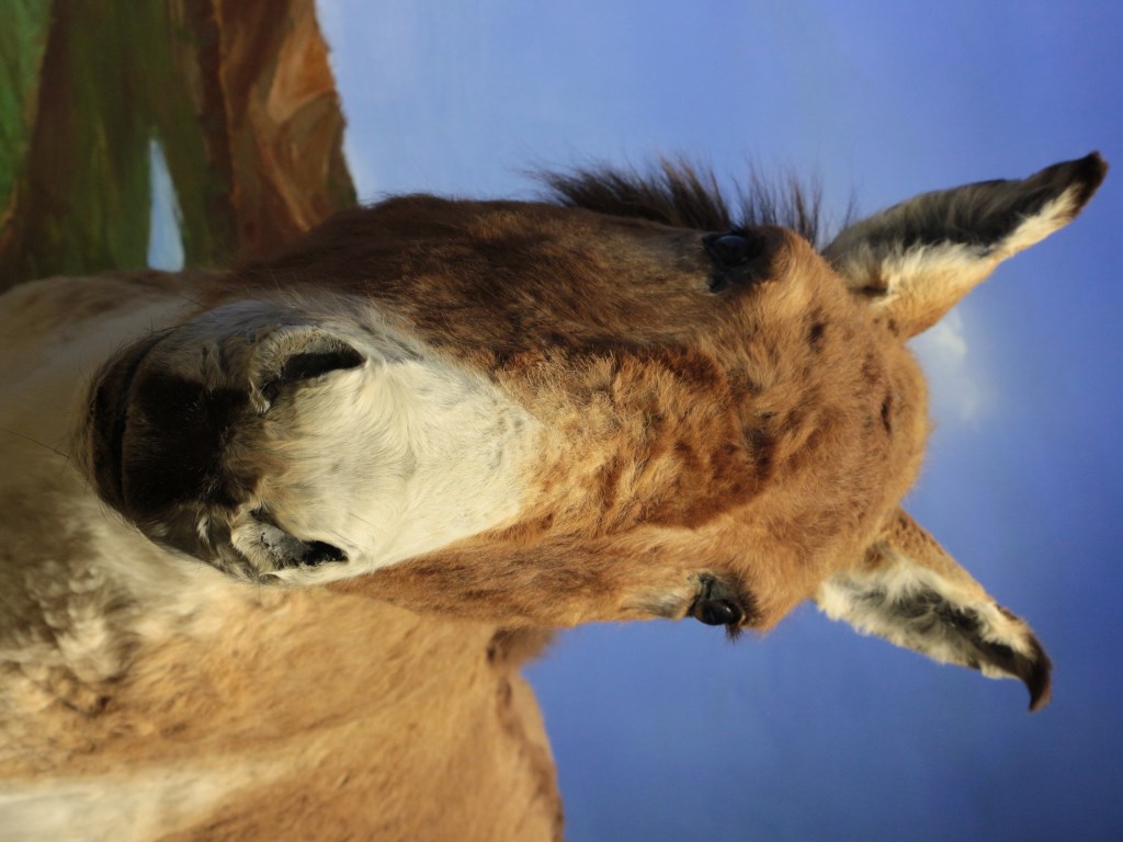 藏野驴 Equus kiang - 物种库 - 国家动物标本资源库