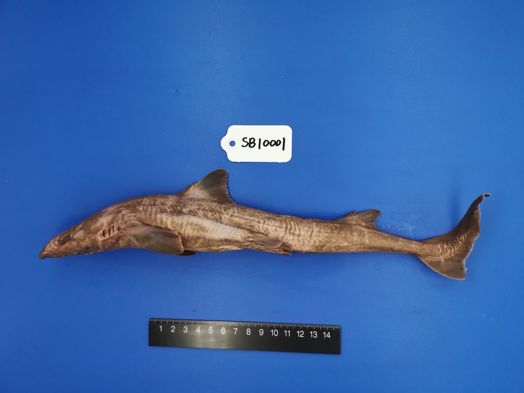 短吻角鲨 Squalus Megalops 物种库 国家动物标本资源库