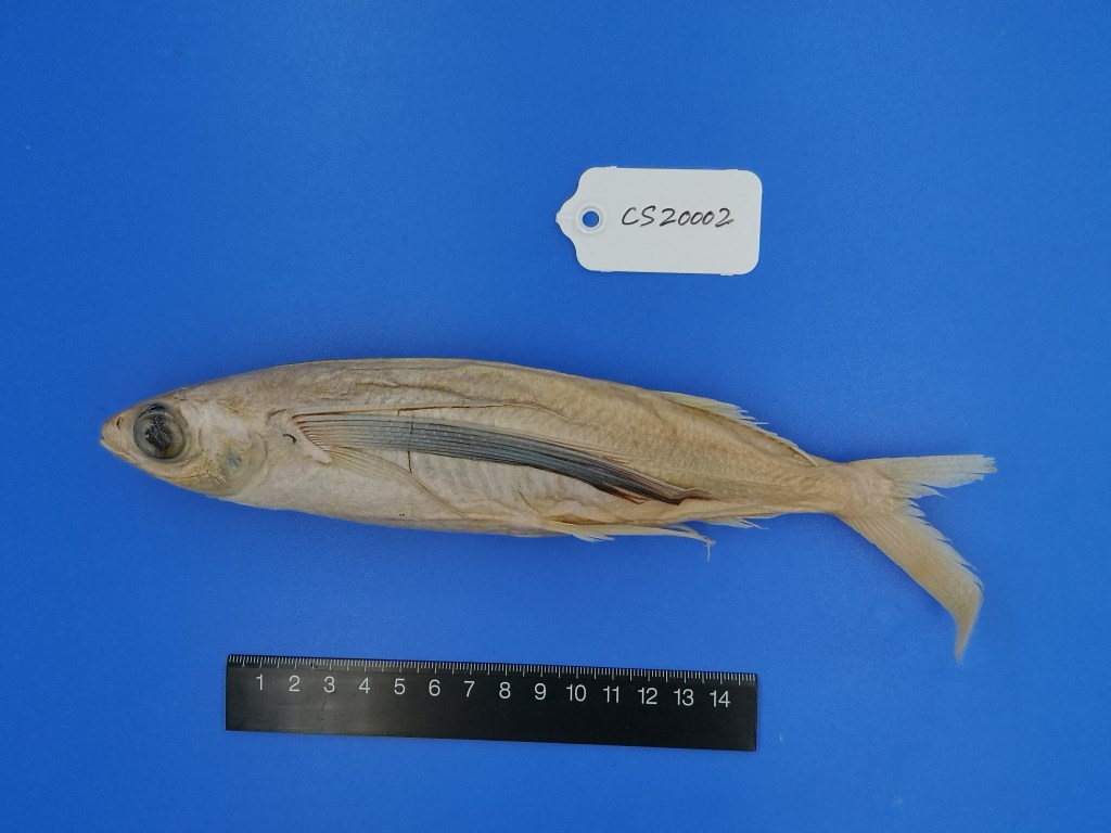 斯氏燕鳐鱼 Cypselurus starksi - 物种库 - 国家动物标本资源库