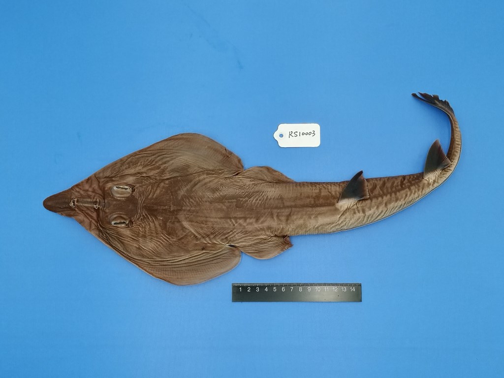 许氏犁头鳐 Rhinobatos schlegeli - 物种库 - 国家动物标本资源库