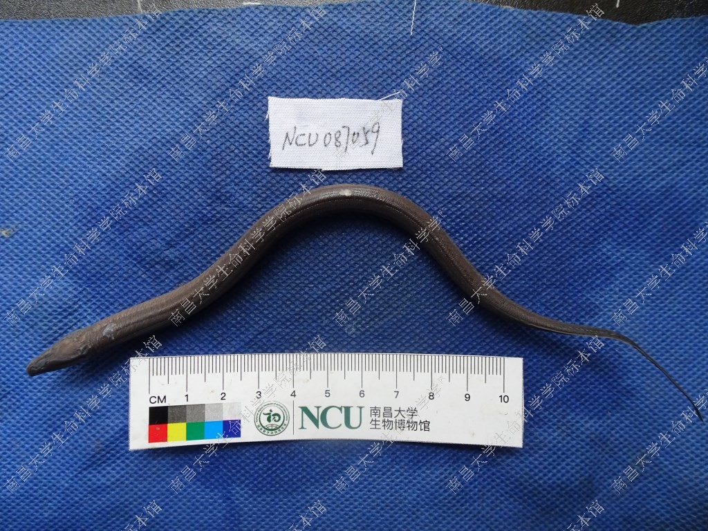 黄鳝 Monopterus albus - 物种库 - 国家动物标本资源库