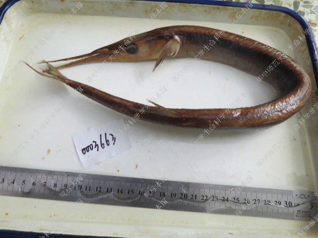 尖嘴圆尾颌针鱼 Strongylura anastomella - 物种库 - 国家动物标本资源库
