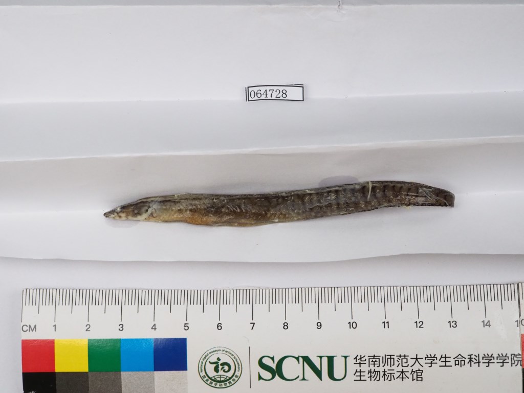 305.大刺鳅-中国南方淡水鱼类-图片