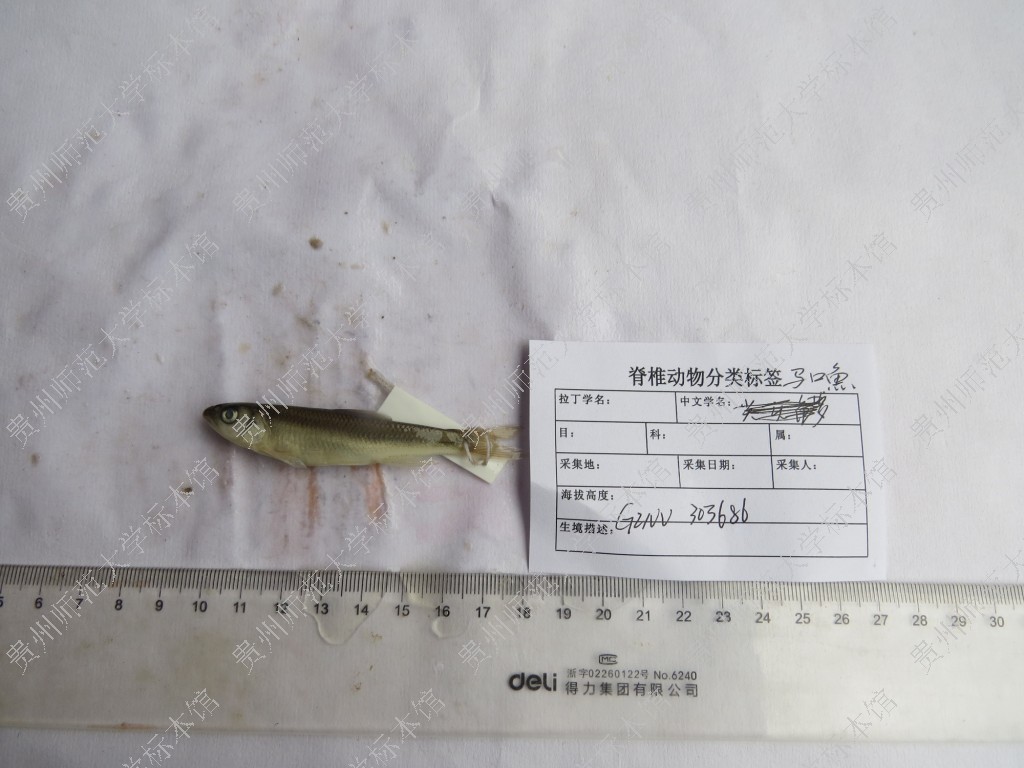 马口鱼 Opsariichthysa bidens - 物种库 - 国家动物标本资源库