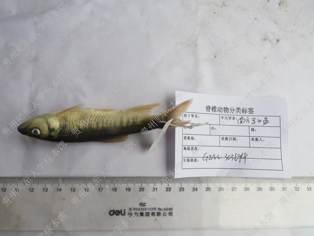 马口鱼 Opsariichthysa bidens - 物种库 - 国家动物标本资源库