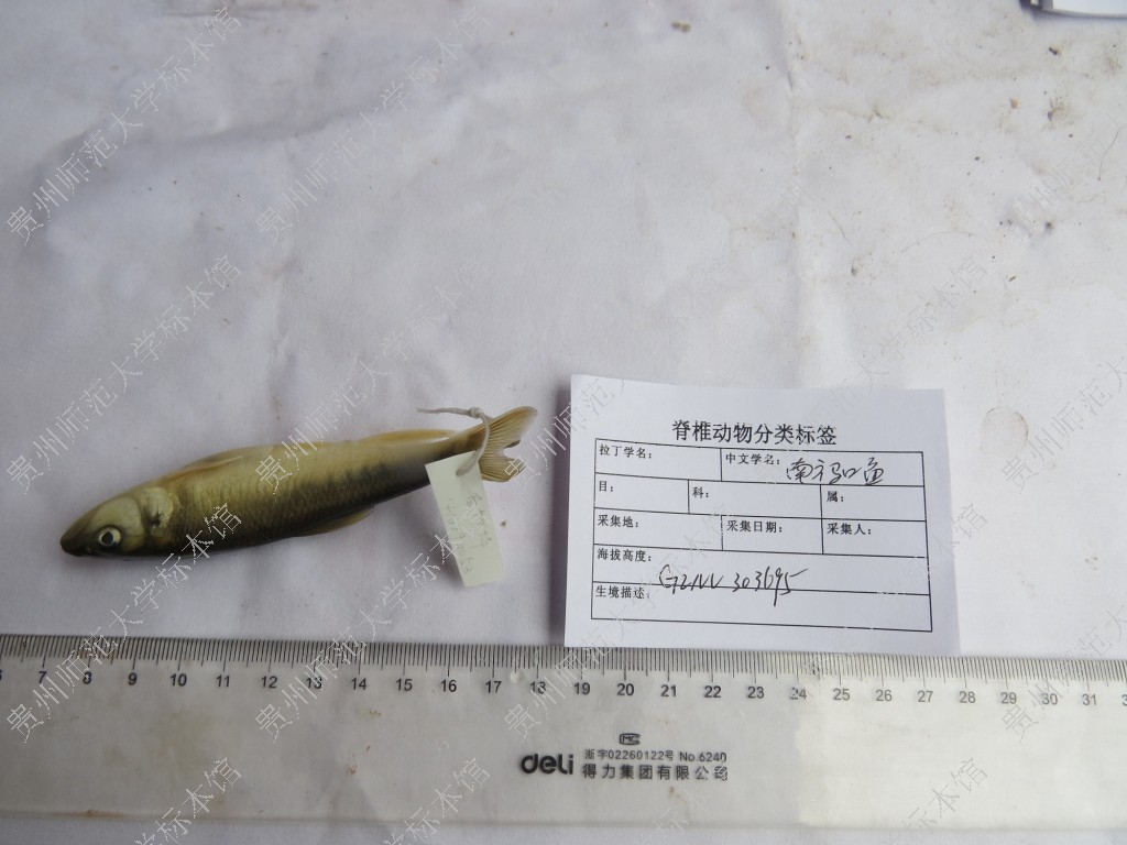 74.马口鱼-中国南方淡水鱼类-图片
