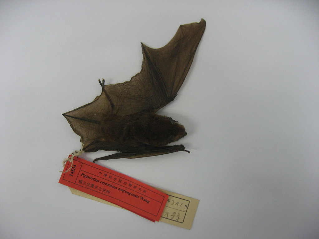 东方锡兰伏翼 pipistrellus ceylonicus tongfangensis