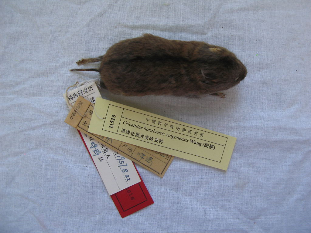 黑线仓鼠兴安岭亚种 cricetulus barabensis xinganensis